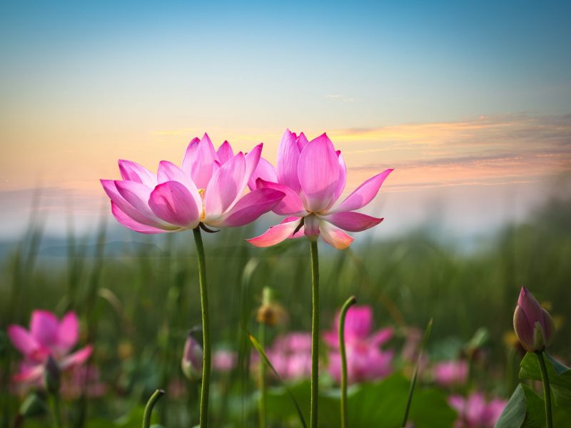 17474275 - beautiful lotus flower in blooming at sunset