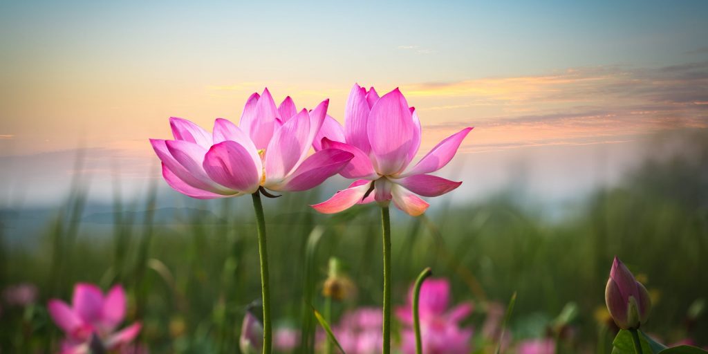 17474275 - beautiful lotus flower in blooming at sunset